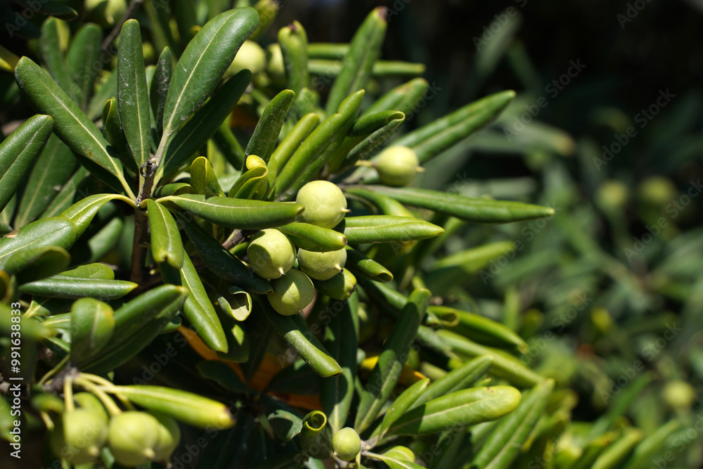 Pittosporum evergreen plant as hedge plant Pittosporum evergreen plant as hedge plant