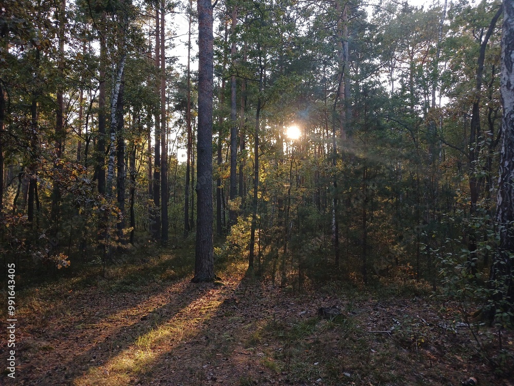 Obraz premium Sunshine in autumn forest