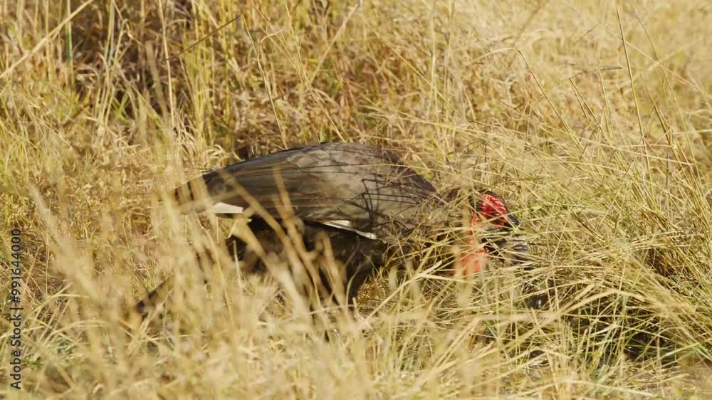 Wild animal in Hwange National Park in Zimbabwe Wild animal in Hwange National Park in Zimbabwe