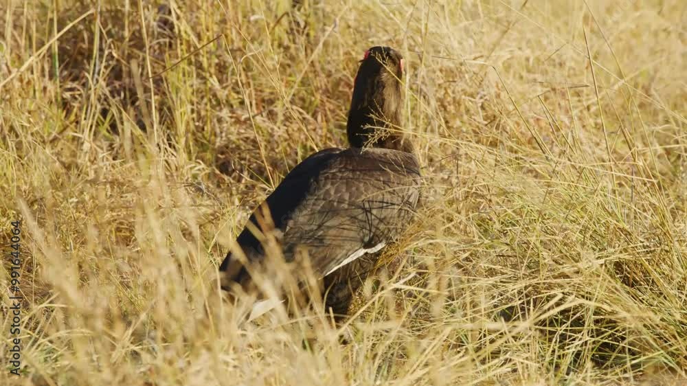 Wild animal in Hwange National Park in Zimbabwe Wild animal in Hwange National Park in Zimbabwe