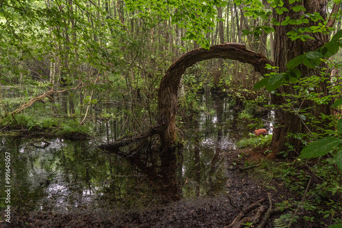 A small, overgrown pond hidden among towering trees photo