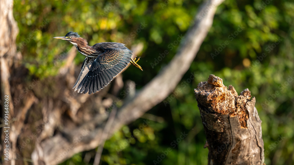 Naklejka premium Green Heron in Flight