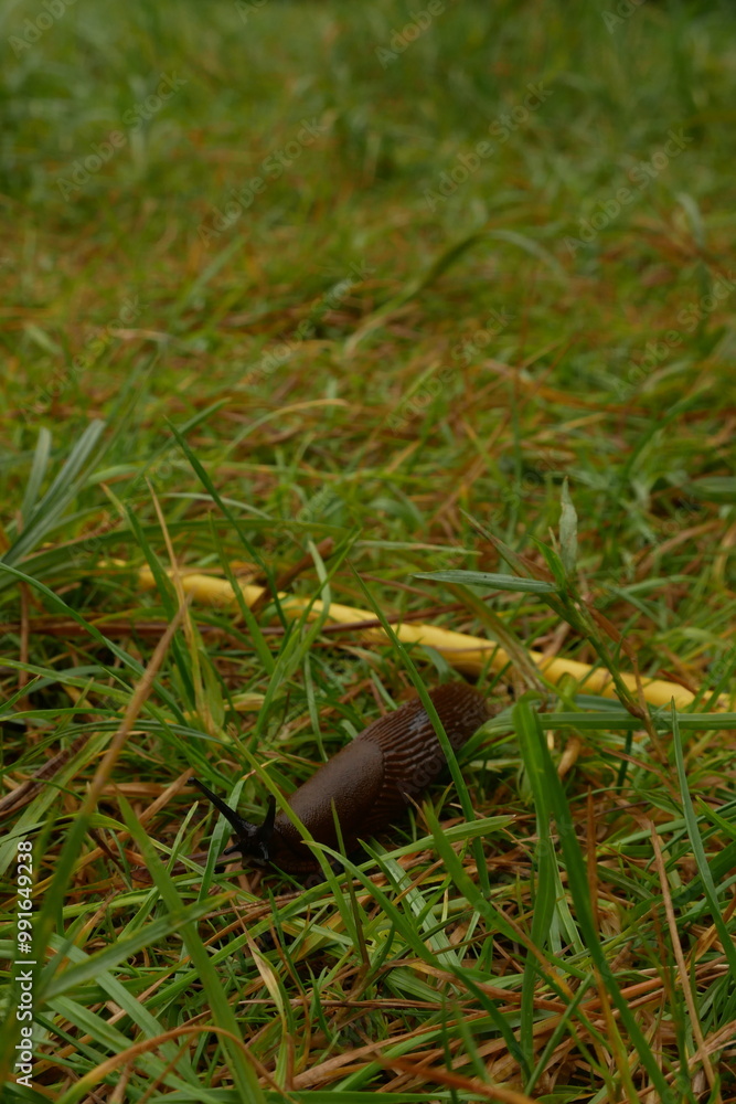 Fototapeta premium Nacktschnecke zieht sich durchs Gras