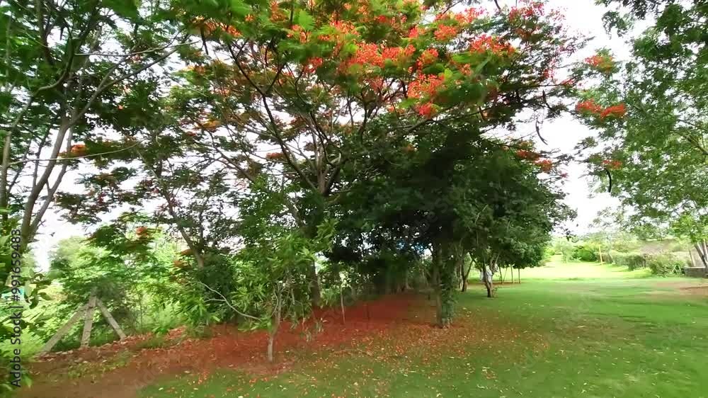 Gulmohar Tree" Images  Browse 37 Stock Photos, Vectors, and Video | Adobe  Stock