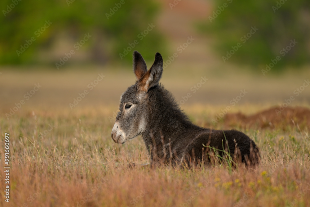 Wild burro foal