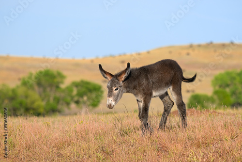 Wild burro foal walking