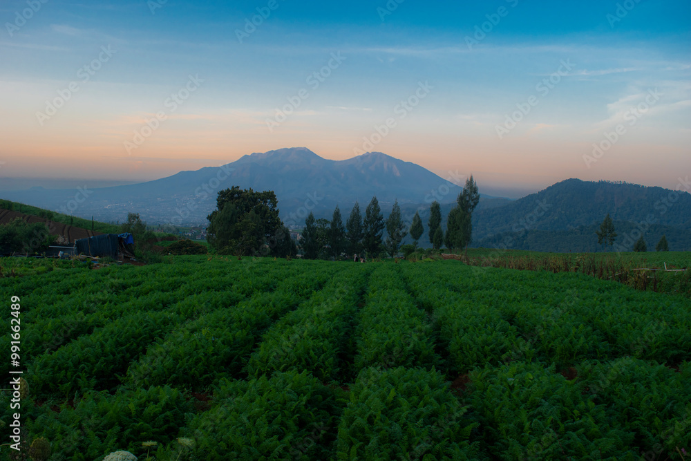 Fototapeta premium Carrot plantation plots with mountains in the background in the morning.
