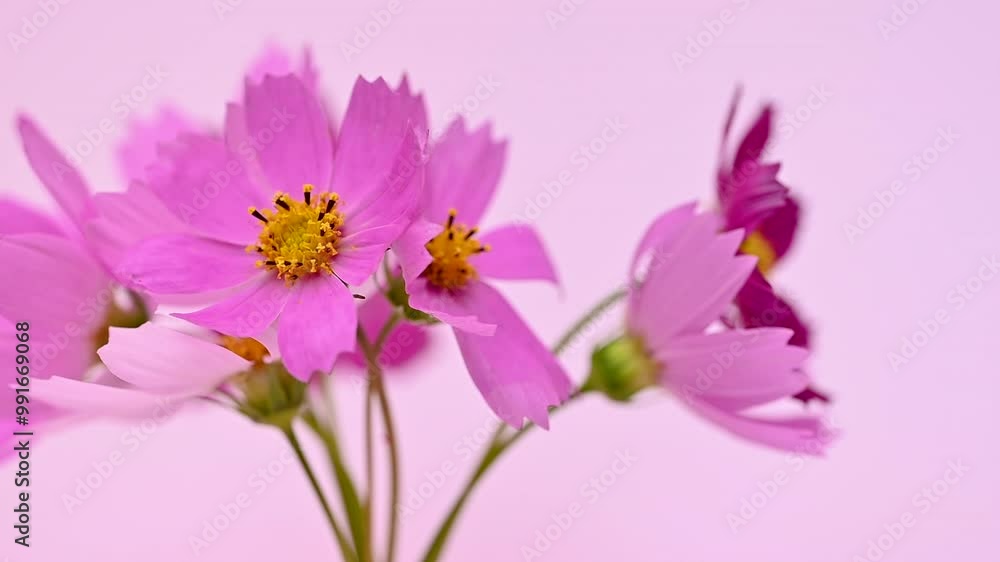 video of beautiful cosmos flowers video of beautiful cosmos flowers