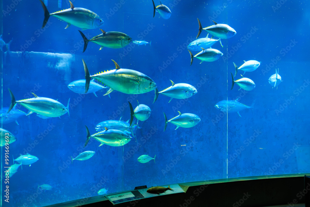 Fototapeta premium クロマグロの巨大水槽