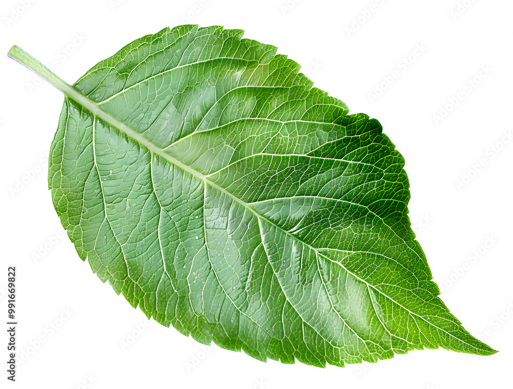 Obraz premium Green apple leaf isolated on transparent background