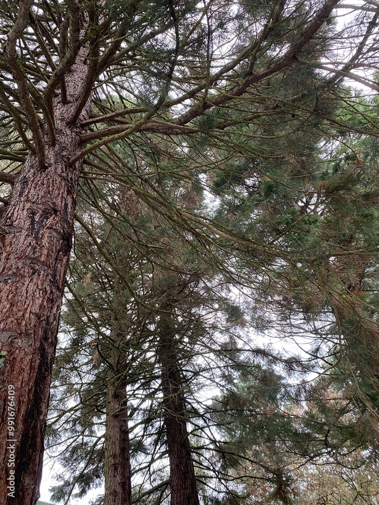Fototapeta premium trees in the forest