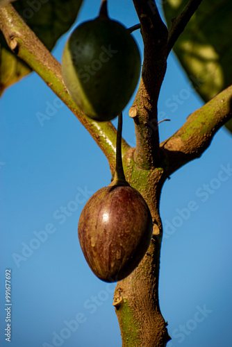 The tamarillo (Solanum betaceum) is a tree or shrub with egg-shaped edible fruit. The common names include tree tomato, blood fruit, and terong Belanda (Dutch eggplant). photo