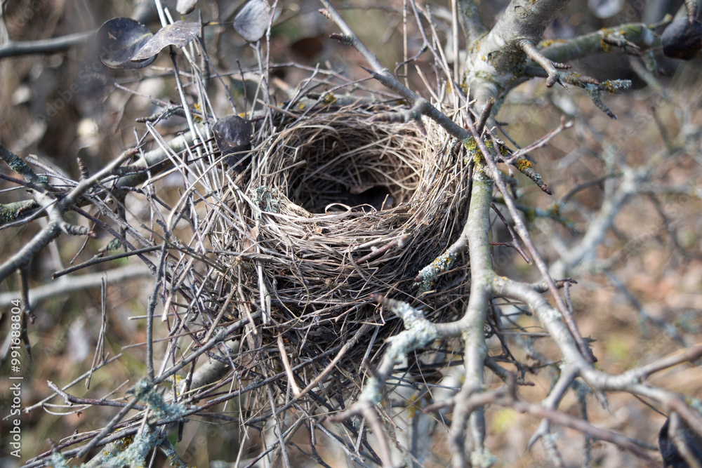 nest