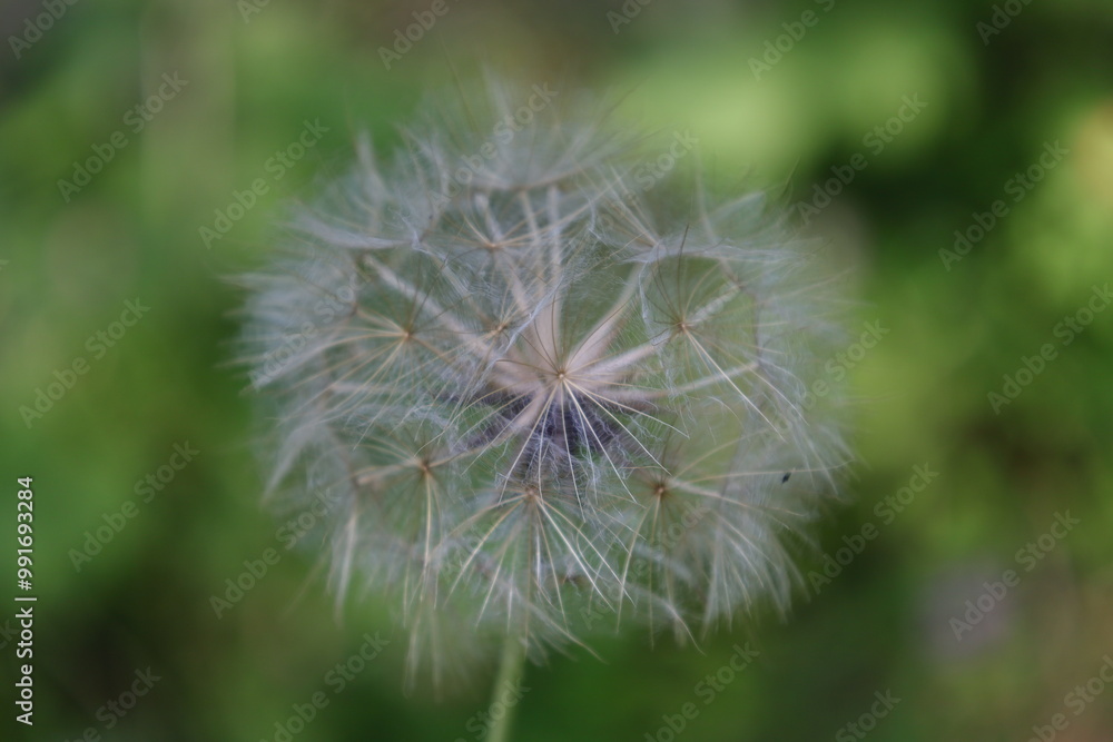 Fluffy dandelion close-up. Botanical macro photography. Fluffy dandelion close-up. Botanical macro photography.