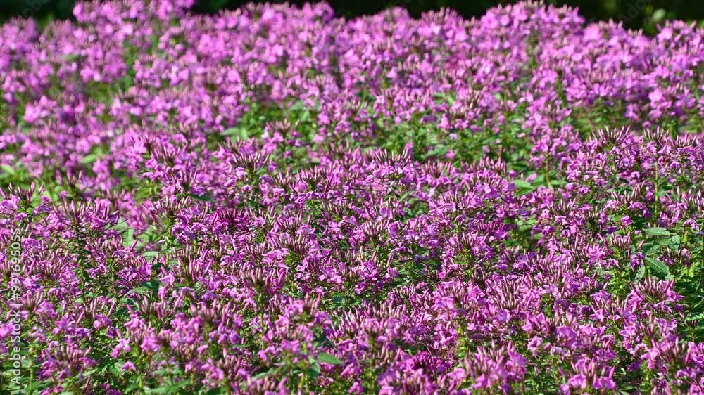 Pink Cleome flowers sway in the wind. spider flowers, spider plants, spider weeds, bee plants. Pink Cleome flowers sway in the wind. spider flowers, spider plants, spider weeds, bee plants.