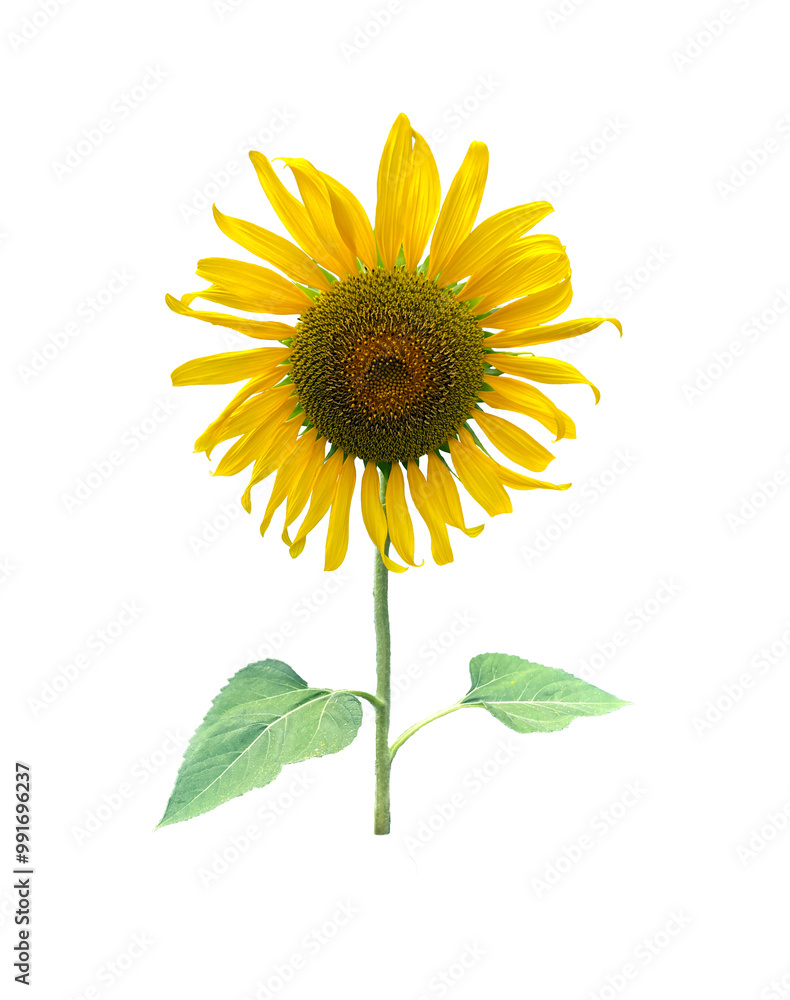 Obraz premium Isolated bouquet of sunflowers on a white background.