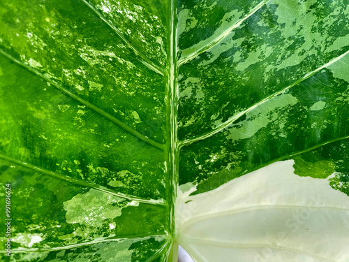 The leaf pattern of Alocasia macrorrhizos has green leaf plates with white-gray spots that are unevenly distributed. The surface is smooth and shiny. photo