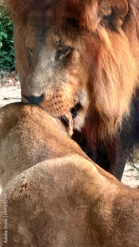 portrait of a lion captured in Houston Zoo, Texas, USA photo