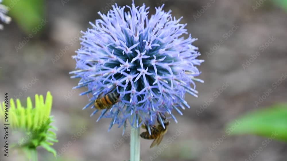Beautiful blue flowers of Echinops bannaticus, close-up. blue globe-thistle. Bees pollinate a blue flower. Beautiful blue flowers of Echinops bannaticus, close-up. blue globe-thistle. Bees pollinate a blue flower.