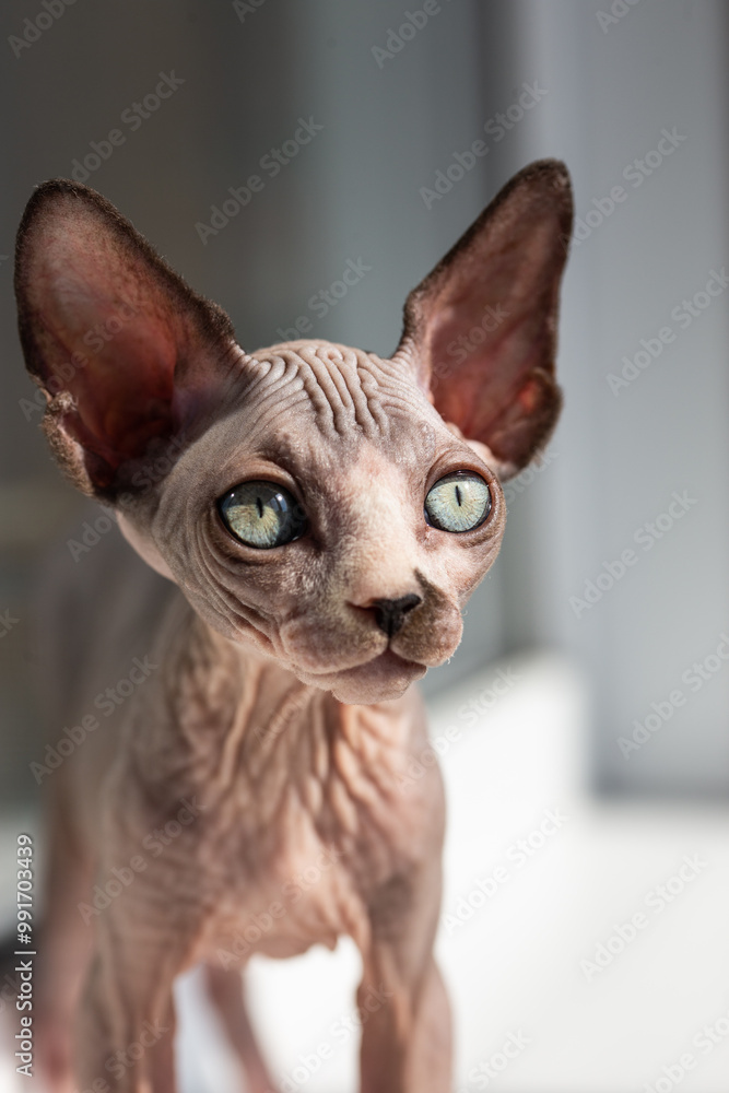 Canadian sphynx cat with big ears Canadian sphynx cat with big ears