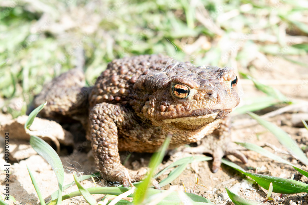 Obraz premium frog on the ground
