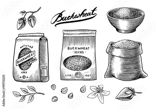  Collection of buckwheat. Engraved, hand drawn plant and buckwheat groats. Grass cereal crops outline icon set vector illustration. Ink and clipart style. Line hand drawing agriculture.