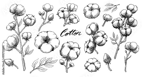 Organic cotton plant illustration. Hand drawn line wedding herb, elegant leaves and badges logo template. Vintage stamp labels for tag. Line and Ink sketch. Botanical trendy greenery. Vintage style. 