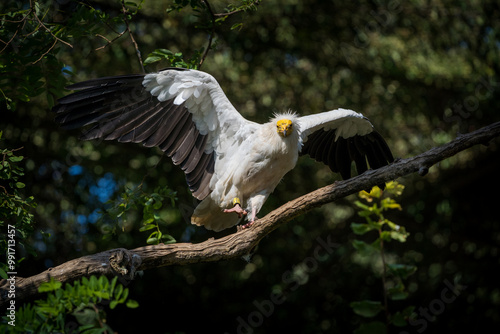 egyptian vulture bird in nature park photo