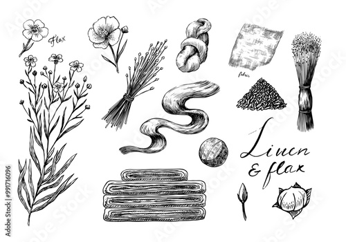 Hand drawn Linen seed and Flax flower. Vector clipart illustration. Line and Ink sketch. Hand drawn Vintage style. 