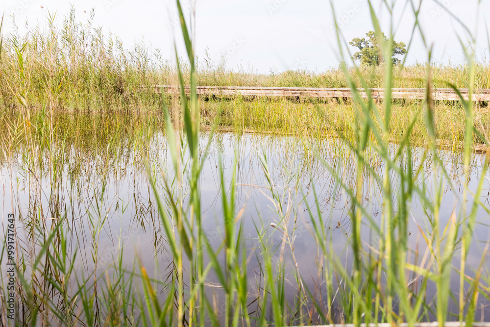 Obraz premium Vegetación en el lago