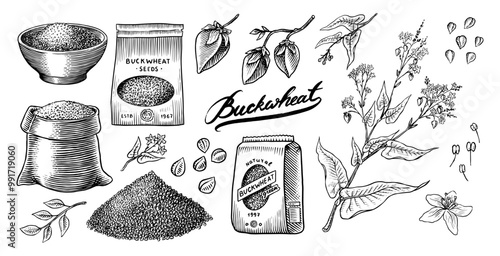  Collection of buckwheat. Engraved, hand drawn plant and buckwheat groats. Grass cereal crops outline icon set vector illustration. Ink and clipart style. Line hand drawing agriculture.