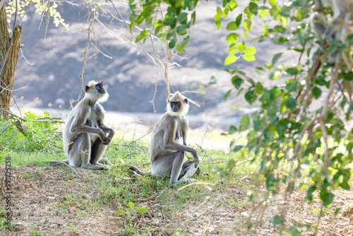 Photography black faced grey langur monkey in Yala National Park, Sri Lanka