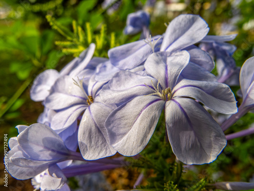 Light blue Jasmin flowers on a nayural green background on a sunny day.