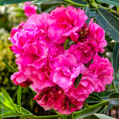 Violet colored oleander flowers bunch on a colorful natural background on a sunny day.