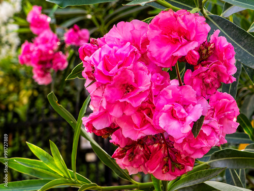 Violet colored oleander flowers bunch on a colorful natural background on a sunny day.