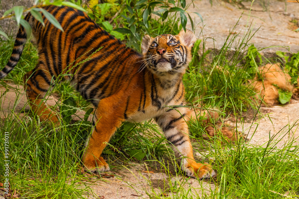 Obraz premium Sumatran tiger family with two little cubs
