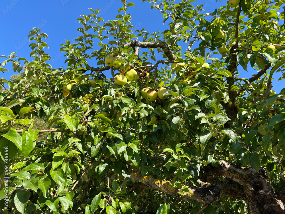 White winter bell apple, old apple varieties White winter bell apple, old apple varieties