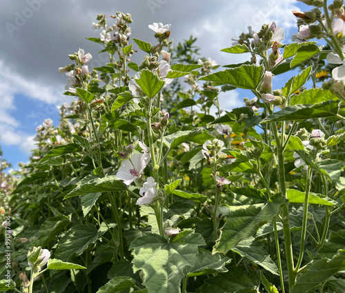 Marshmallow, Althaea, Officinalis