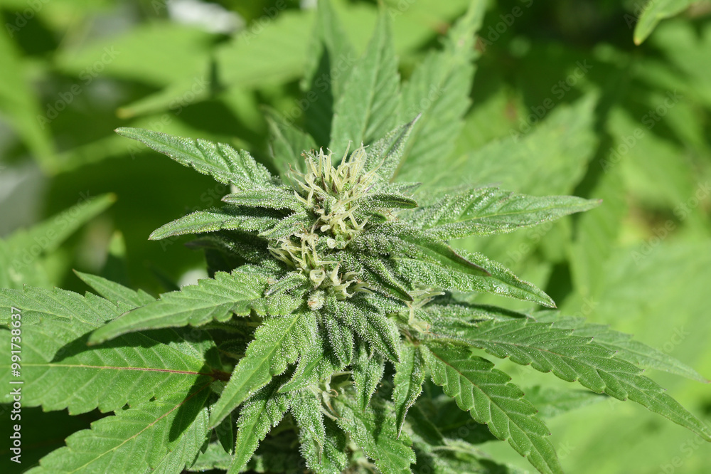 Cannabis,sprout Cannabis,sprout