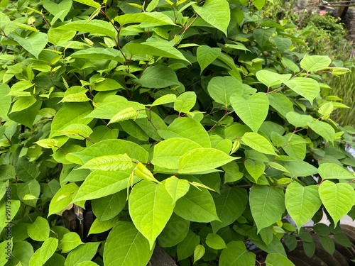 Japanese knotweed, Fallopia, japonica photo