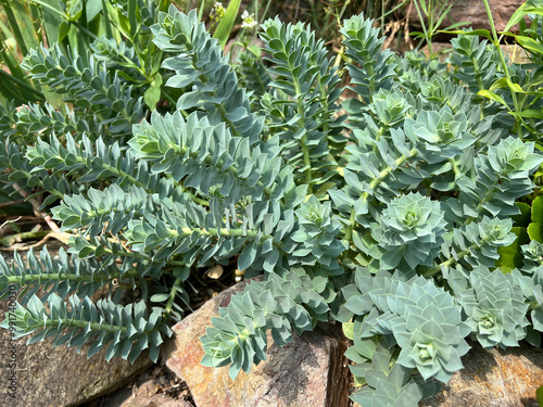 Rollers spurge, Euphorbia myrsinites