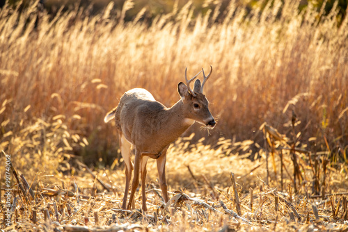 Whitetail Deer