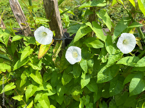 Принти на полотні Hedge bindweed, Convolvulus, pulcher