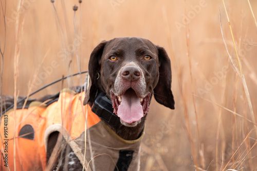 German Shorthaired Pointer Pheasant Hunting