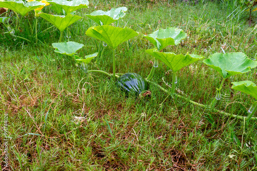 Cultivation of Indian pumpkins. Pumpkin flowers, pumpkin plants, fruit plants