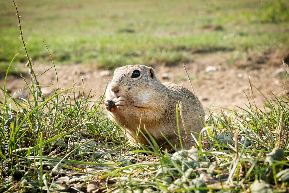 European ground squirrel (Spermophilus citellus), Muran plain, Slovakia European ground squirrel (Spermophilus citellus), Muran plain, Slovakia