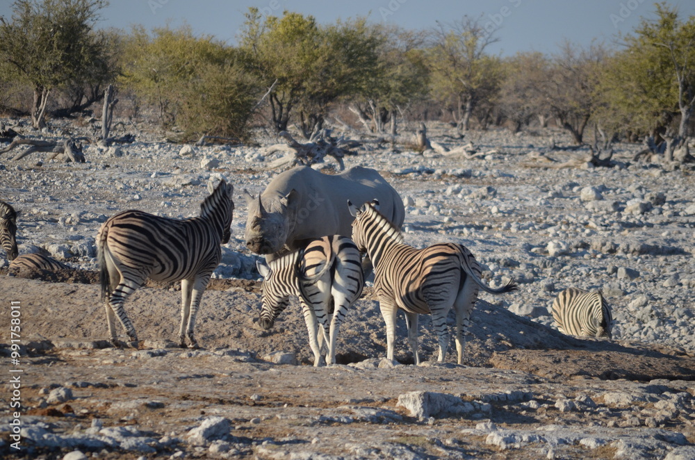 Obraz premium Rhino meets zebras 