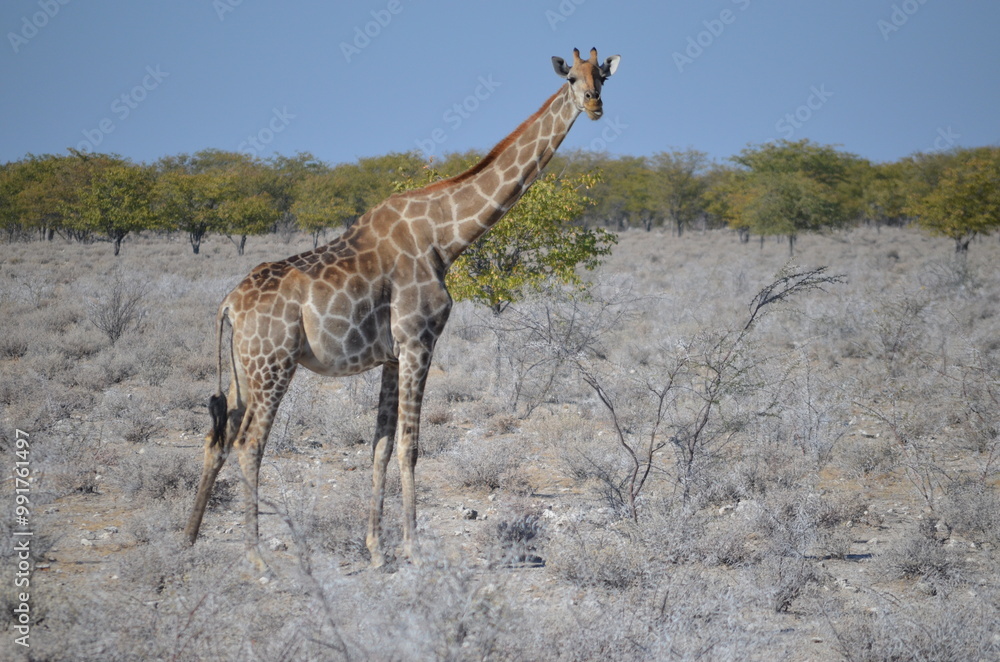 Obraz premium Giraffe in africa