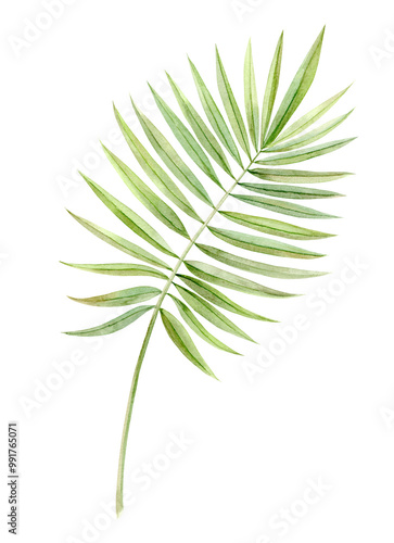 Palm Leaves. Watercolor Clip Art. The illustration is hand drawn in pastel colors. Suitable for card designs, textiles and scrapbooking.