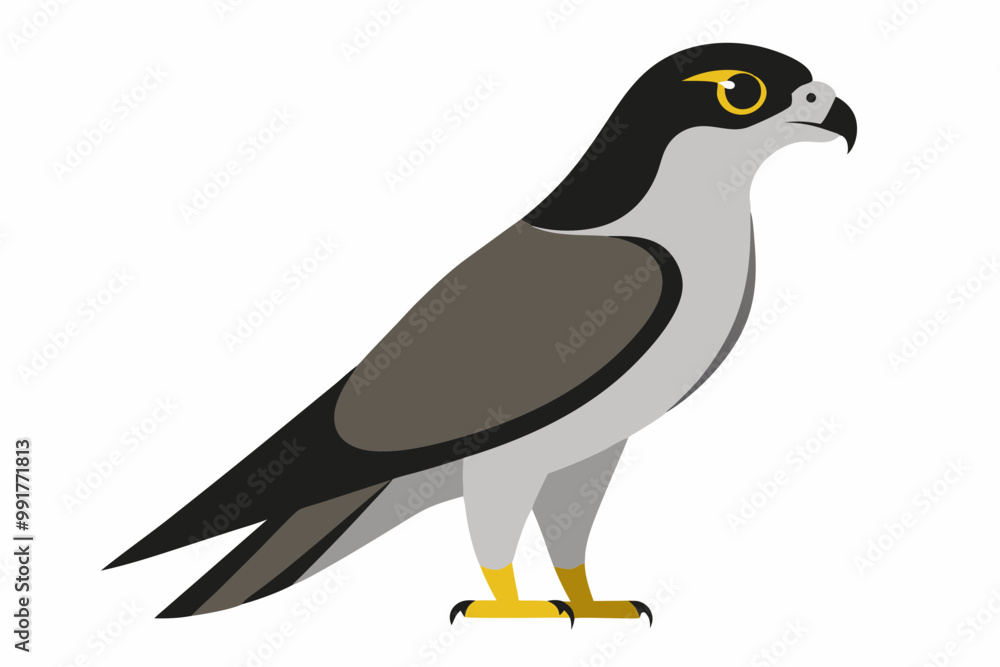 Fototapeta premium Madagascar sparrowhawk bird vector illustration on a white background